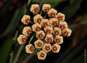 Hoya sp. Ambon