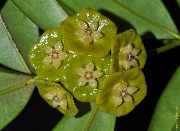 Hoya danumensis ssp. amarii (green form)