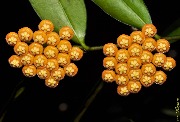 Hoya sp. Sumatra (Candy orange)