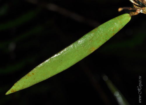Hoya sigillatis ssp. paitanensis 