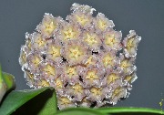 Hoya maingayi