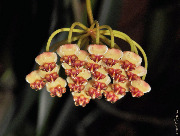 Hoya sp. Ambon
