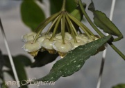 Hoya mirabilis clone A