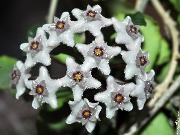 Hoya kanyakumariana 