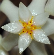 Hoya verticillata Cỏ Xanh-02