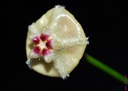 Hoya sp. Kalimantan (Absolmsia Group)
