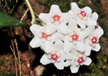 Hoya siamica. Цветение в естественной среде обитания.