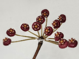 Hoya pulchra