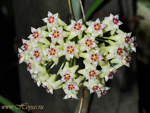 Hoya dolichosparte