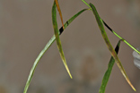 Hoya stenophylla