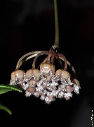 Hoya sp. Sulawesi