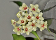 Hoya soidaoensis