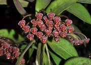 Hoya burtoniae