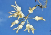 Hoya polypus