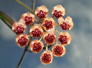 Hoya sp. Sulawesi