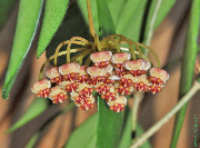 Hoya sp. Ambon