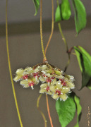 Hoya soidaoensis