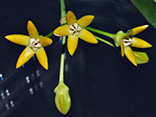Hoya irisiae