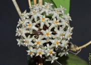 Hoya verticillata Cỏ Xanh-02