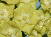 Hoya sp. Sulawesi