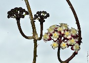 Hoya sp. Gunung Gading