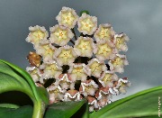 Hoya maingayi