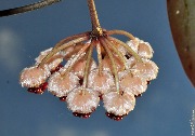 Hoya sp. Sulawesi