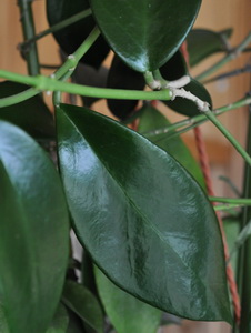 Hoya benitotanii 
