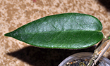 Hoya stenaokei 