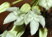 Hoya versteegii
