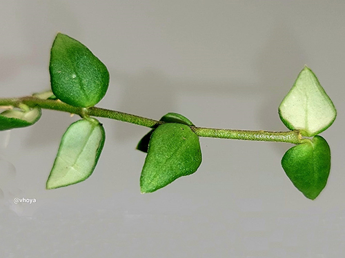 Hoya tetrantha