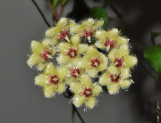 Hoya soidaoensis