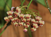 Hoya sp. Ambon