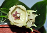 Hoya surisana