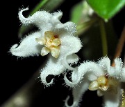 Hoya sp. Im-08