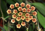 Hoya sp. Ambon