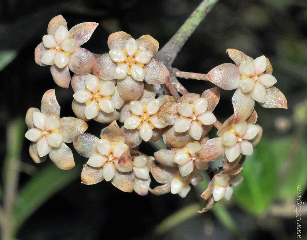 Hoya SP UT 033