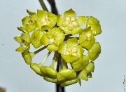 Hoya vitellinoides GPS 7020