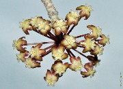 Hoya finlaysonii TN 099-020