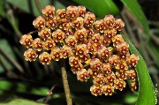 Hoya sp. Ambon