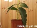 Hoya caudata
