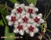 Hoya aff. caudata from Borneo