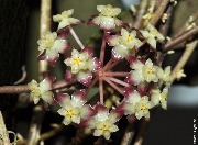 Hoya sp. Gunung Gading