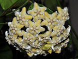 Hoya coriacea