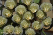 Hoya mirabilis clone A