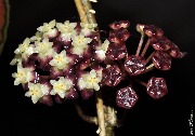 Hoya sp. Gunung Gading