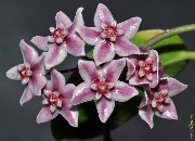 Hoya naumannii