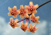Hoya flavida