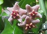 Hoya vitiensis