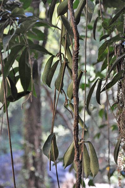 Hoya rostellata